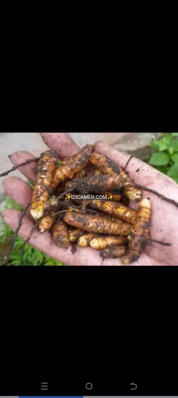 Curcuma frais